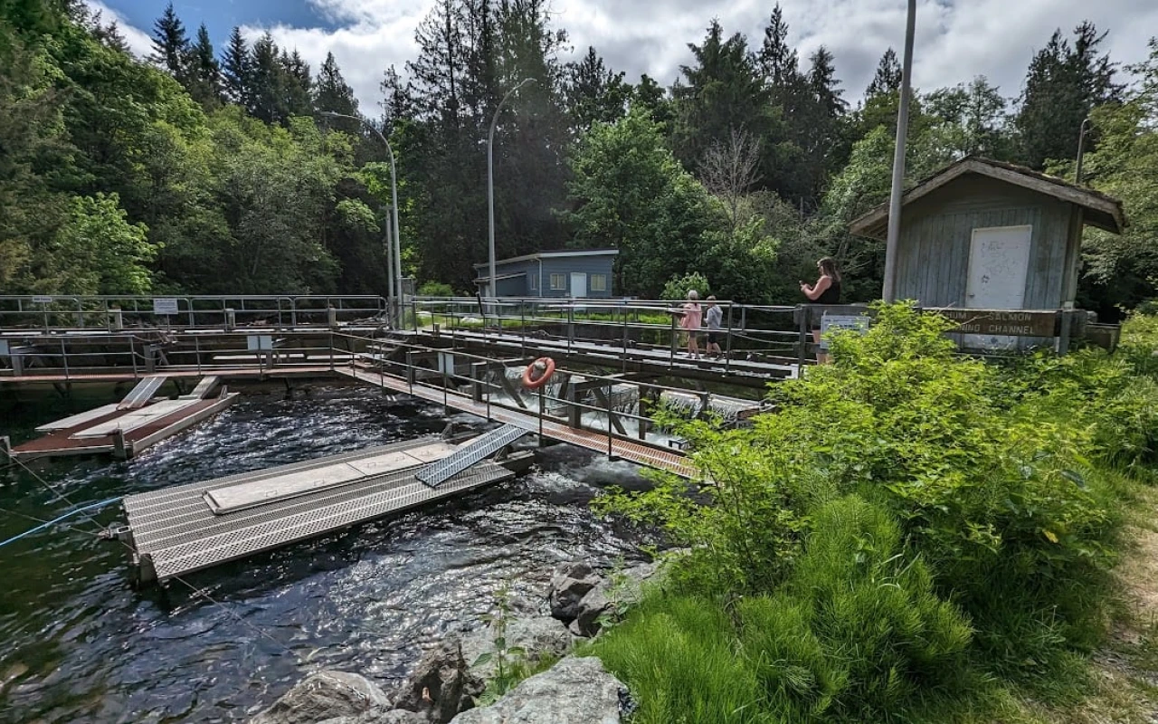 A view of Big Qualicum Hatchery, featuring a series of walkways and platforms situated over flowing water. Lush greenery surrounds the area, with trees and shrubs adding to the natural setting.