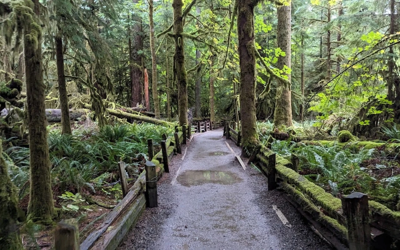 A serene path winding through Cathedral Grove, surrounded by towering trees and lush greenery. The trail is bordered by wooden railings. Ferns and underbrush fill the forest floor, while dappled sunlight filters through the canopy.