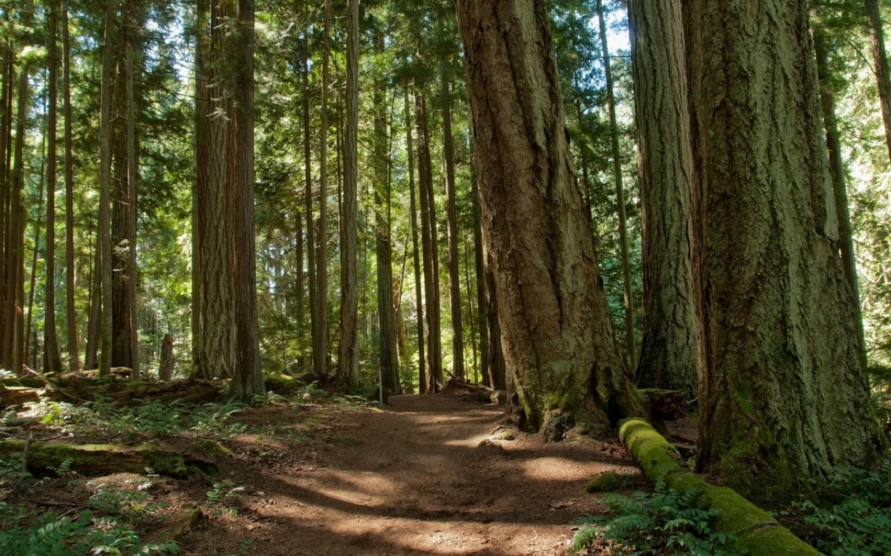 A tranquil scene in a forest with tall trees and dappled sunlight filtering through the leaves. The path winds through the greenery, surrounded by lush ferns and moss-covered logs. The majestic trunks of the trees create a natural canopy.