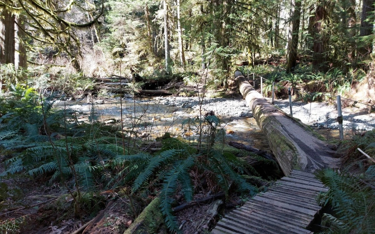 A tranquil scene at Nile Creek Trailhead, featuring a wooden bridge made from planks leading over a stream. A large fallen log lies across the water, surrounded by lush greenery, including ferns and moss-covered rocks.