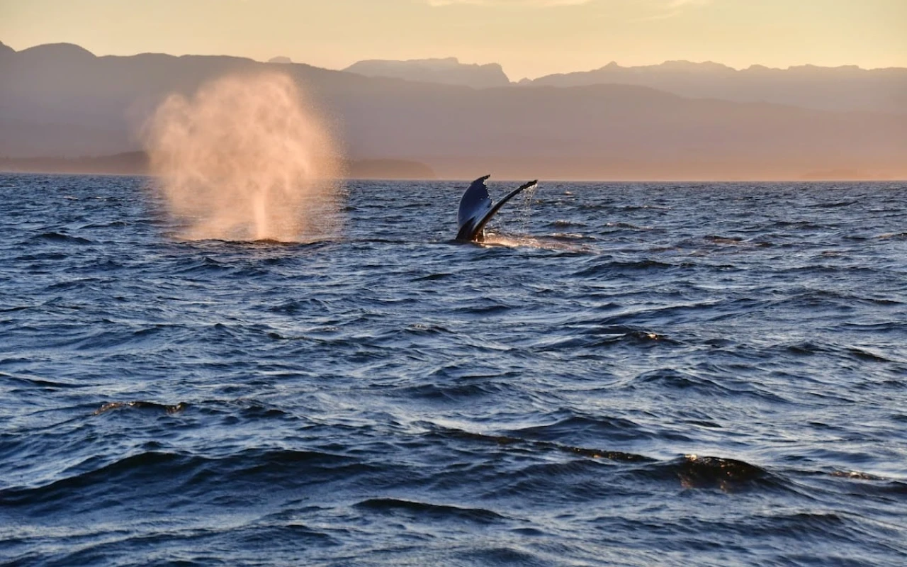 A whale is breaching the surface of the ocean, with its tail visible above the water. A large spray of mist rises nearby from the whale's blowhole. The sun is setting in the background, casting a warm glow over the distant mountains.